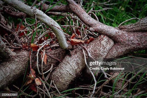 Cavan Images 227,940 Cavan Images Stock Photos, High-Res Pictures, and Images ...