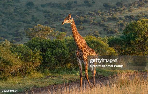 vue latérale d’une girafe marchant dans la savane, afrique du sud - girafe photos et images de collection