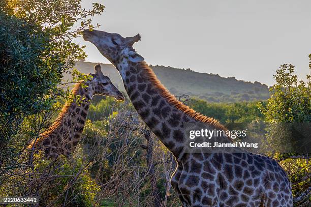 mother and calf giraffes feeding at sunset in south africa - animal family stock pictures, royalty-free photos & images