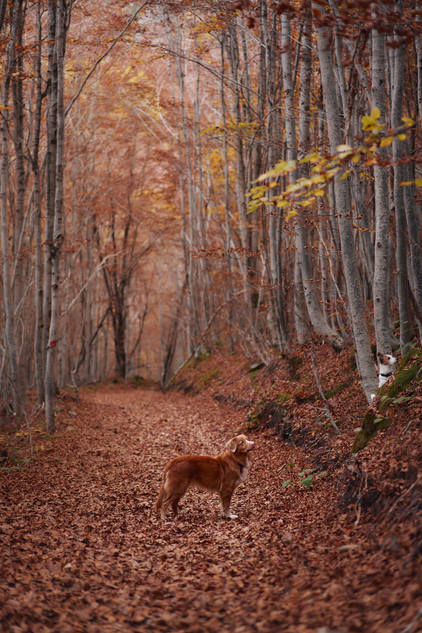 Dog walking in an autumn forest trail Dog walking in an autumn forest trail