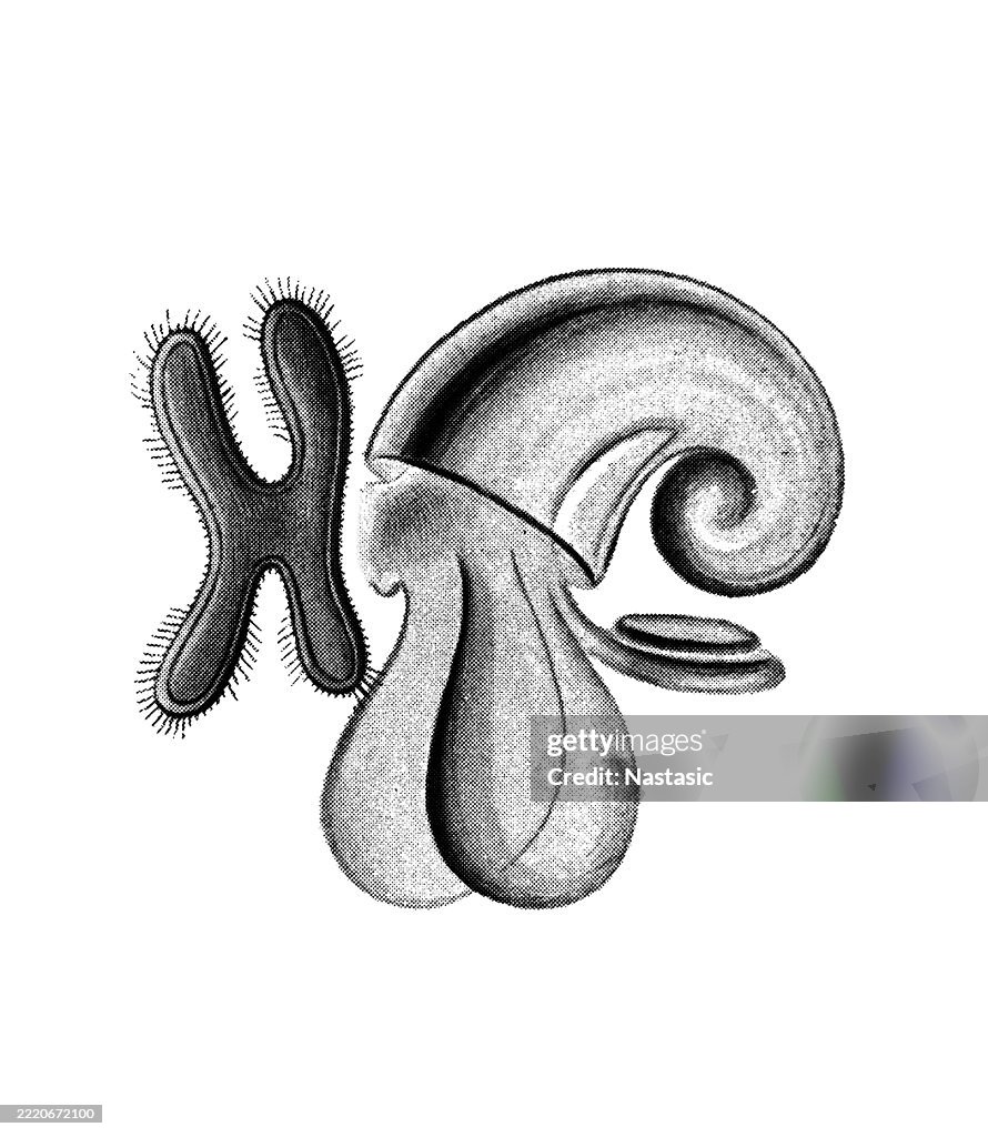 Veliger larva of a swimming sea snail (Cymbulia)