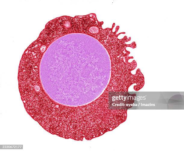 an immature red blood cell - tem stock pictures, royalty-free photos & images