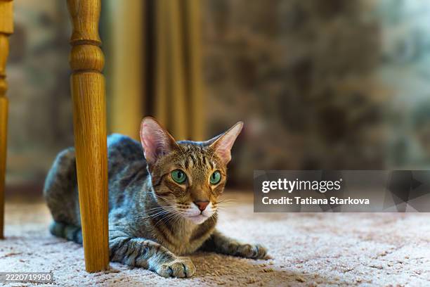 A beautiful oriental cat got ready to jump