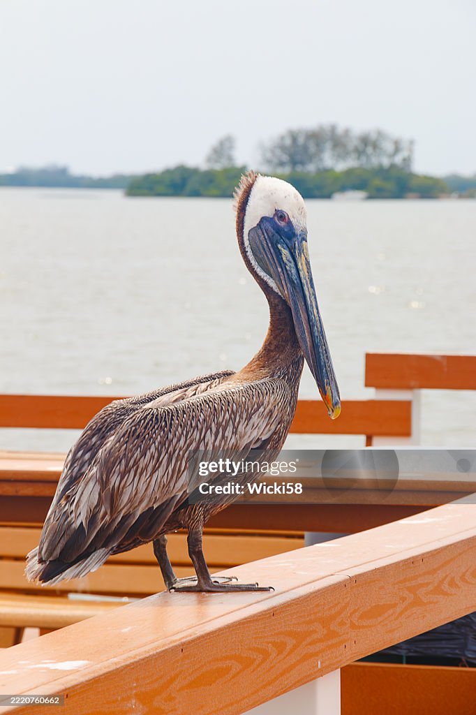 Pelikan sitzt auf dem Geländer einer Promenade