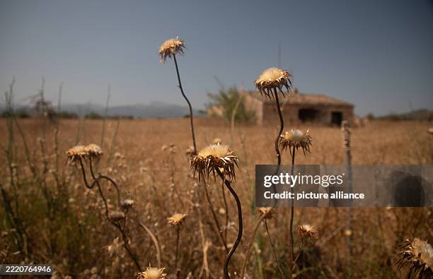 Ariany 12 Ariany Spain Stock Photos, High-Res Pictures, and Images - Getty Images