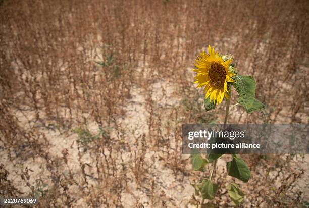 Ariany 12 Ariany Spain Stock Photos, High-Res Pictures, and Images - Getty Images