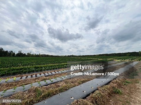 Scenic view of field against sky,Chilton County,Alabama,United States,USA Scenic view of field against sky,Chilton County,Alabama,United States,USA
