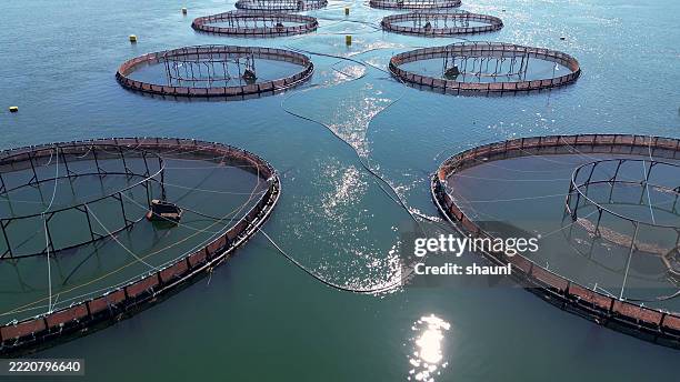 east coast fish farm - maritime provinces stock pictures, royalty-free photos & images