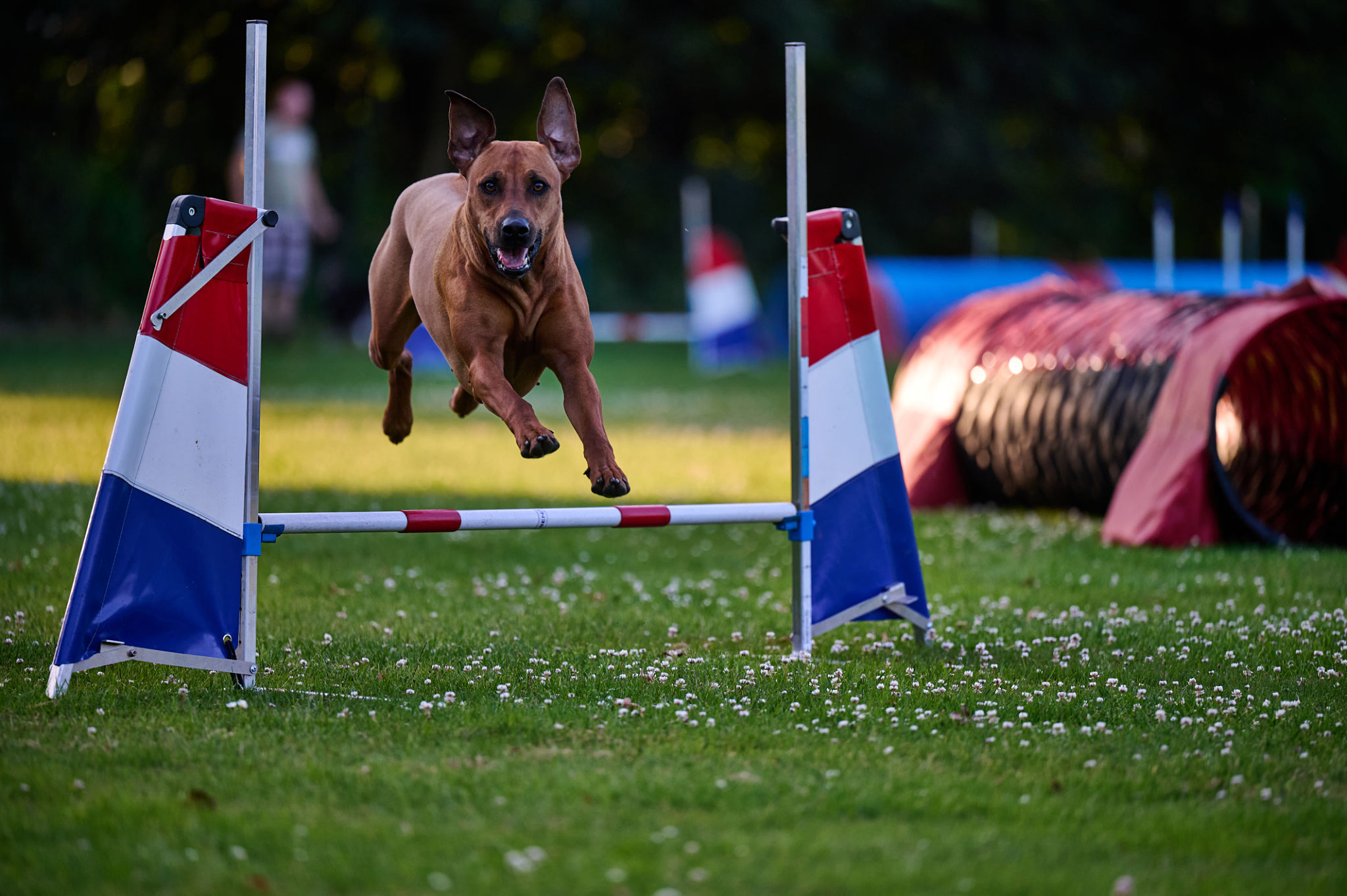 dog agility training