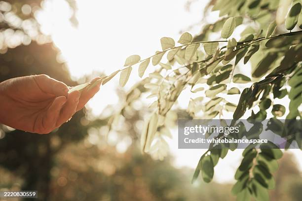close-up shot of hand touching and brushing through grass outdoors - alternative medicine stock pictures, royalty-free photos & images
