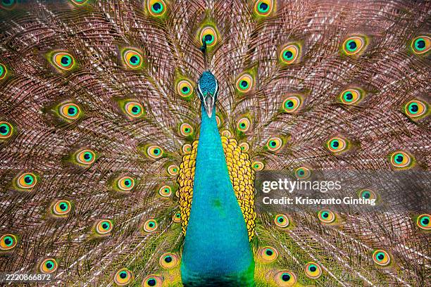 peacock - pavone foto e immagini stock