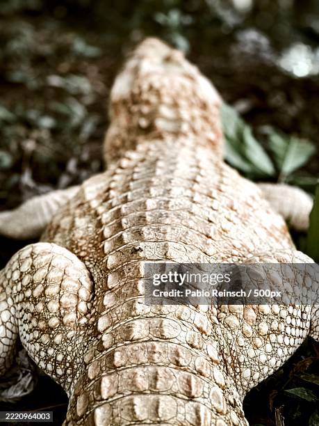 close-up of crocodile - animal scale stock pictures, royalty-free photos & images