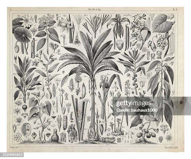 aromatic plants engraving antique illustration, published 1851 - witchhazel stock illustrations