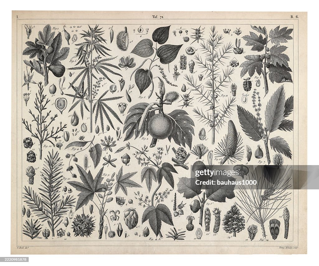 Coniferous Gymnosperms and Angiosperms of the Mulberry, Pepper, Beech and Witch hazel families Engraving Antique Illustration, Published 1851