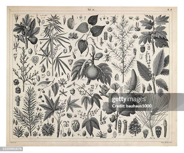 coniferous gymnosperms and angiosperms of the mulberry, pepper, beech and witch hazel families engraving antique illustration, published 1851 - witchhazel stock illustrations