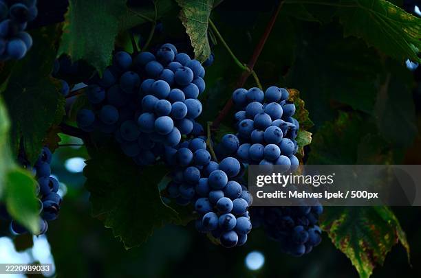 close-up of grapes growing in vineyard - cabernet sauvignon druif stockfoto's en -beelden