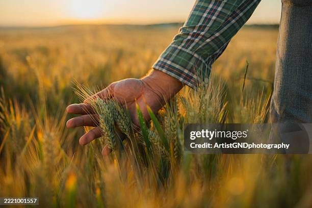 hand examining wheat in field. - agricultura imagens e fotografias de stock