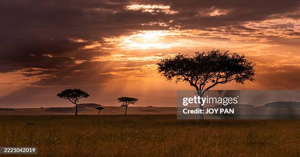 rays of dawn over the masai mara, kenya - oost afrika stockfoto's en -beelden