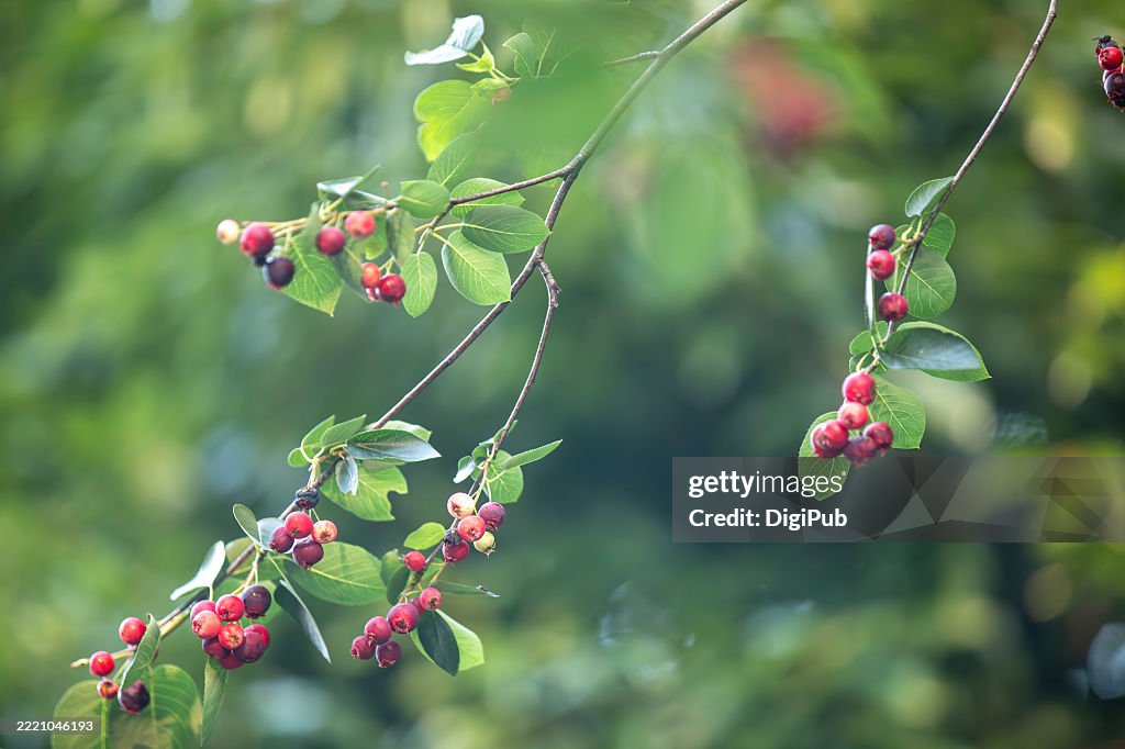 Amelanchier