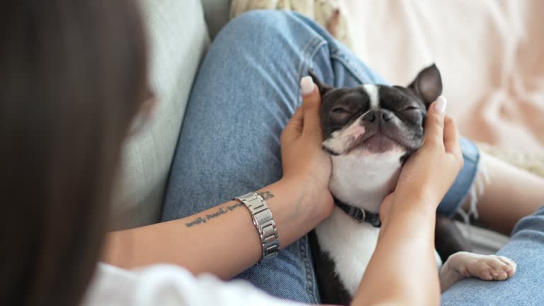 https://media.gettyimages.com/id/2221099651/video/young-woman-petting-her-boston-terrier-dog.jpg?b=1&s=640x640&k=20&c=vR2ehxr8yp0hfgKHkBgy9V4grtboCHFdG5z_TKklOnc=