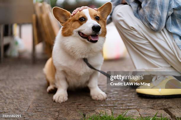 happy pembroke welsh corgi with toy in outdoor park, bright and playful atmosphere - pembroke welsh corgi stock pictures, royalty-free photos & images