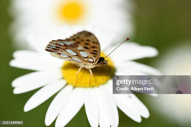 argynnis lathonia on leucanthemum - queen of spain fritillary butterfly stockfoto's en -beelden