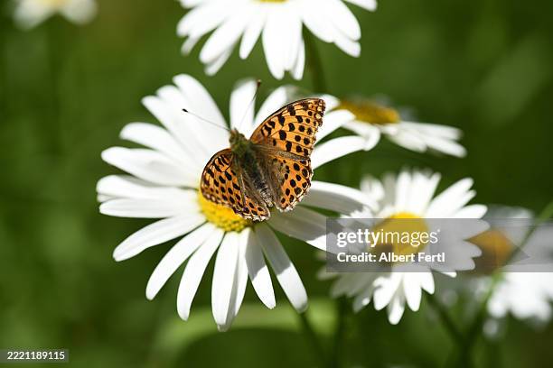 argynnis lathonia on leucanthemum - queen of spain fritillary butterfly stockfoto's en -beelden