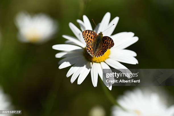 argynnis lathonia on leucanthemum - queen of spain fritillary butterfly stockfoto's en -beelden