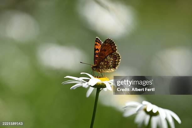argynnis lathonia on leucanthemum - queen of spain fritillary butterfly stockfoto's en -beelden