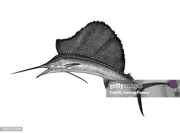 sailfish cut out on white background - fish jumping stock illustrations