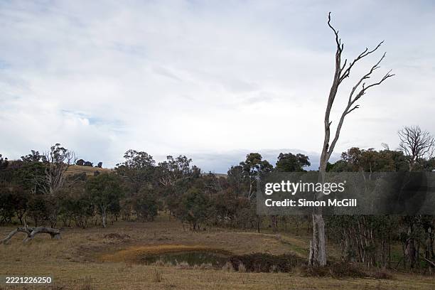 drying farm dam, strathnairn, australian capital territory, australia - dead plant stock pictures, royalty-free photos & images