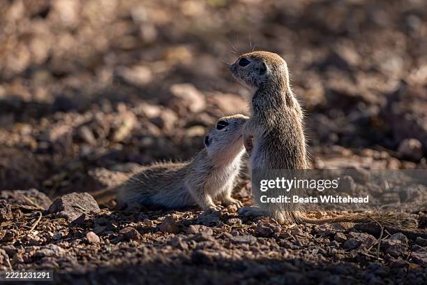 juvenile ground squirrels in close contact, arizona - arizona ground squirrel stock-fotos und bilder