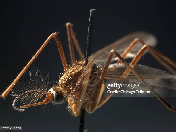 Culex pipien mosquito specimen shows the type of mosquito that carries the West Nile virus.