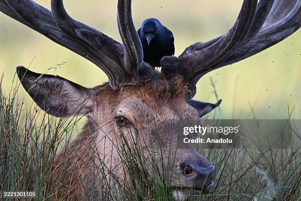 Bird is seen perching on the antlers of a deer in Bushy Park, London, United Kingdom, on June 13, 2025. The rare and peaceful interaction between...