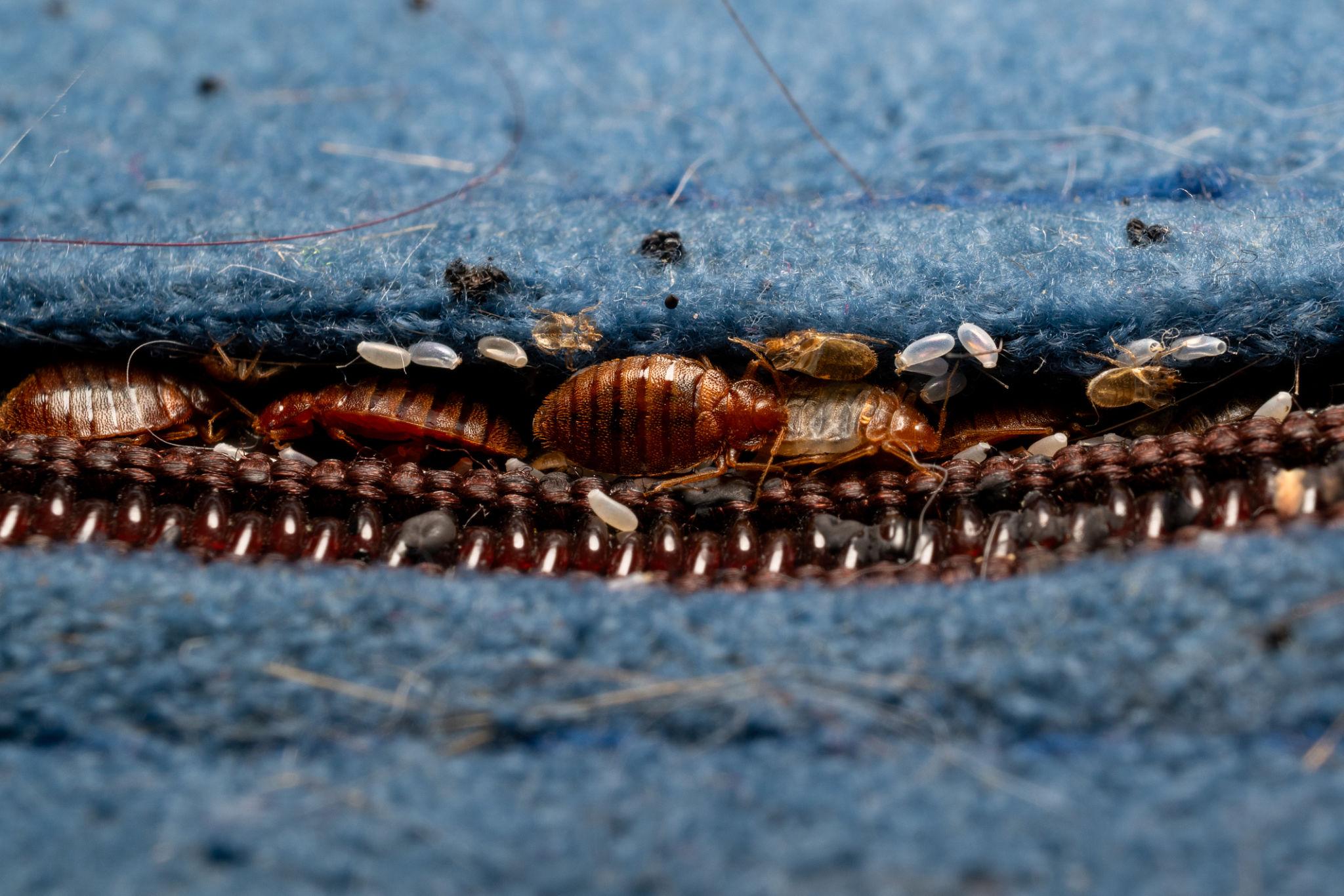 bed bug infestation