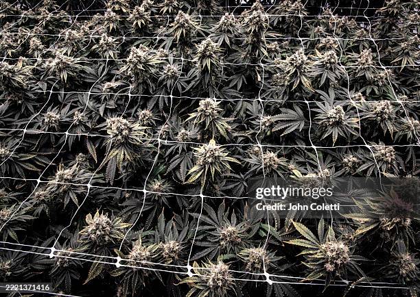 flowering cannabis plants, cleanroom - hemp agriculture stock pictures, royalty-free photos & images