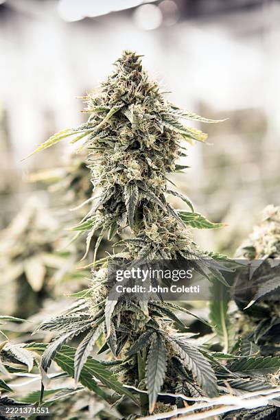 flowering cannabis plants, cleanroom - hemp agriculture stock pictures, royalty-free photos & images