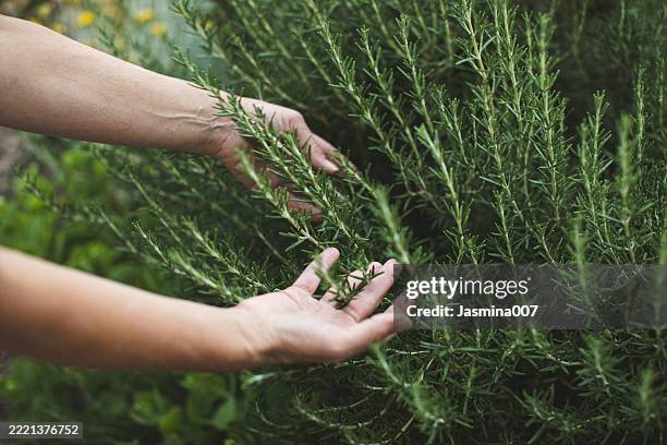 close-up of female hands harvesting rosemary in organic garden - rosmarin bildbanksfoton och bilder
