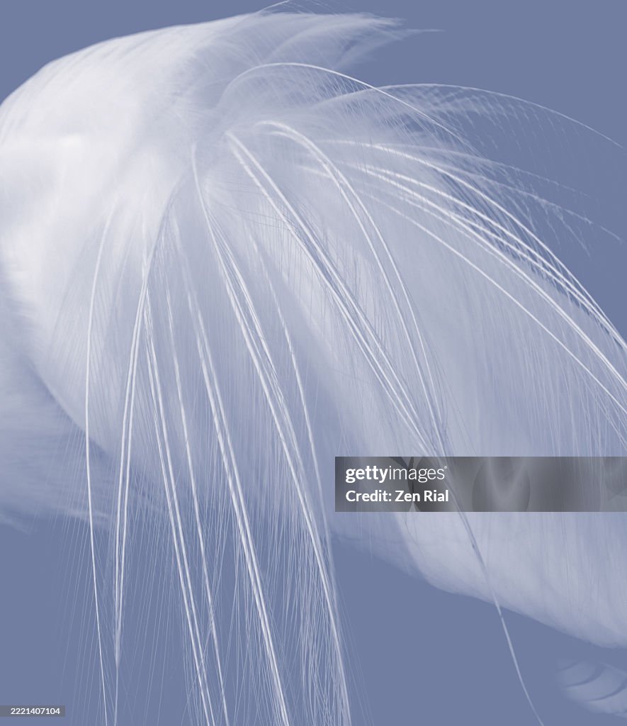 Details of a great egret's breeding feathers with colors converted to blue and white