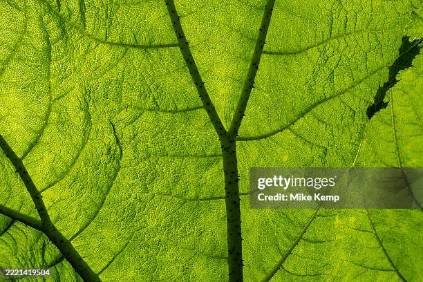 Back lit leaf detail of a Gunnera plant from the underside on 11th June 2025 in Pembridge, United Kingdom. Gunnera is a genus of herbaceous flowering...