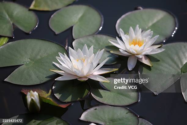 HUAIAN, CHINA Water lilies in full bloom float on surface of a river on June 22, 2025 in Huaian, Jiangsu Province of China.