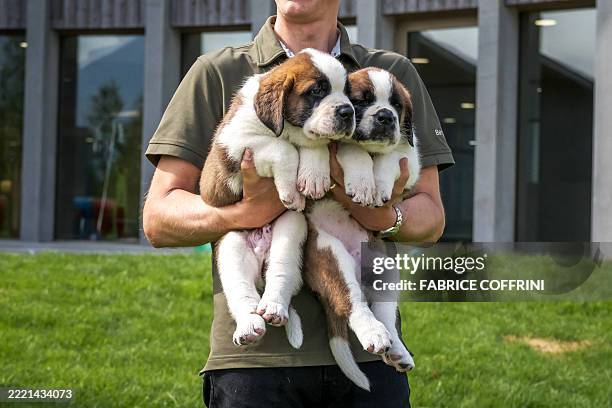 Head of the breeding program Manuel Gaillard holds two puppies of the Saint Bernard dog breed during a press visit ahead of the inauguration of the...