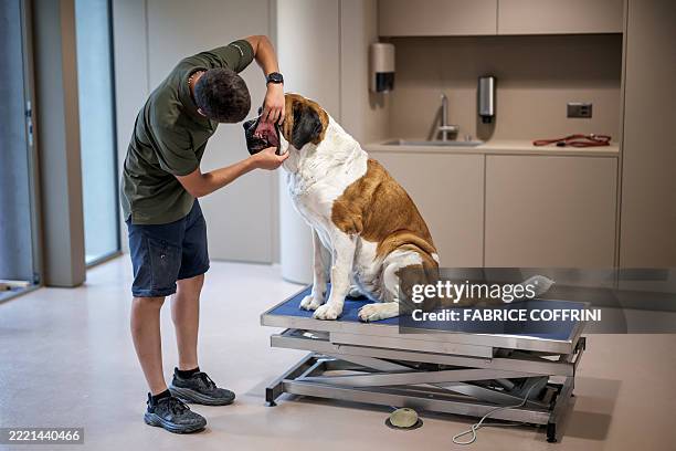 The teeth of a Saint Bernard dog are examined during a press visit ahead of the inauguration of the Barryland museum and parc in Martigny, in the...