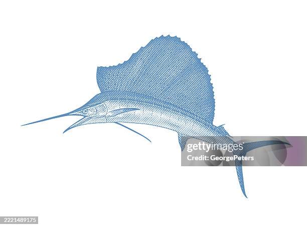 sailfish cut out on white background - marlin stock illustrations