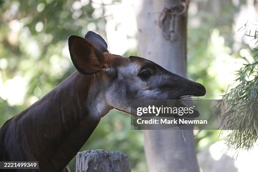Okapi Okapi