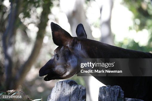Okapi Okapi