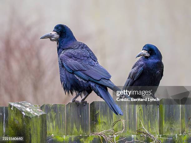 Beautiful Rooks 644 Rook Bird Stock Photos, High-Res Pictures, and Images - Getty Images
