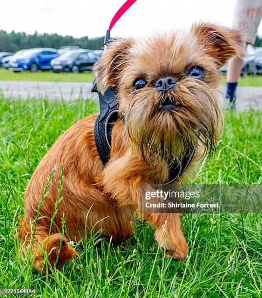 Roux, a Brussels Griffon dog attends Dogfest at Tatton Park on June 22, 2025 in Knutsford, England.