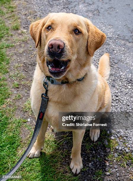 Fergus, a Golden Labrador dog attends Dogfest at Tatton Park on June 22, 2025 in Knutsford, England.