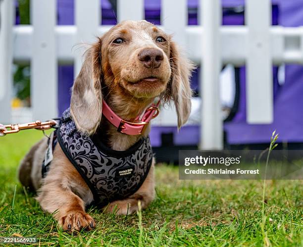 Poppy, a longhaired Miniature Dachshund dog attends Dogfest at Tatton Park on June 22, 2025 in Knutsford, England.